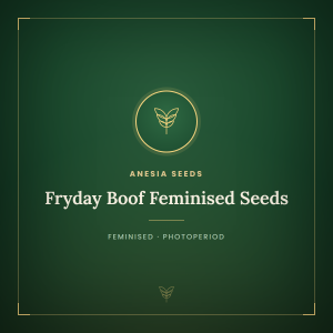 Fryday Boof Feminised Seeds Fryday Boof Feminised Seeds