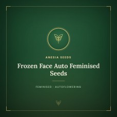 Frozen Face Auto Feminised Seeds Frozen Face Auto Feminised Seeds