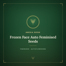 Frozen Face Auto Feminised Seeds Frozen Face Auto Feminised Seeds