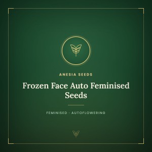 Frozen Face Auto Feminised Seeds Frozen Face Auto Feminised Seeds