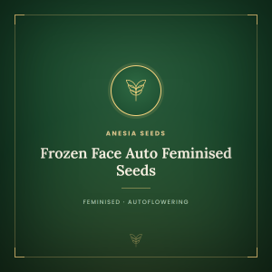 Frozen Face Auto Feminised Seeds