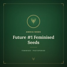 Future #1 Feminised Seeds Future #1 Feminised Seeds