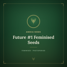 Future #1 Feminised Seeds Future #1 Feminised Seeds