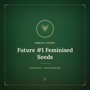 Future #1 Feminised Seeds