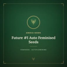 Future #1 Auto Feminised Seeds Future #1 Auto Feminised Seeds