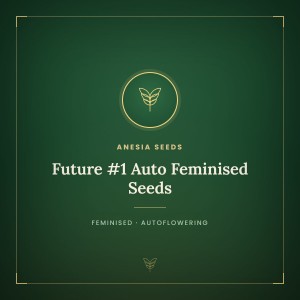 Future #1 Auto Feminised Seeds Future #1 Auto Feminised Seeds