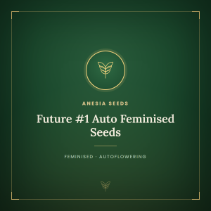 Future #1 Auto Feminised Seeds Future #1 Auto Feminised Seeds