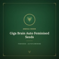 Giga Brain Auto Feminised Seeds