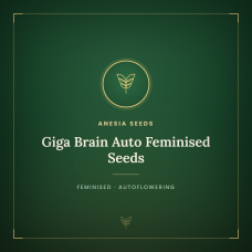 Giga Brain Auto Feminised Seeds Giga Brain Auto Feminised Seeds