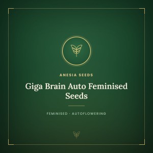 Giga Brain Auto Feminised Seeds Giga Brain Auto Feminised Seeds