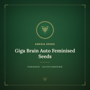 Giga Brain Auto Feminised Seeds Giga Brain Auto Feminised Seeds