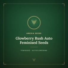 Glowberry Rush Auto Feminised Seeds Glowberry Rush Auto Feminised Seeds