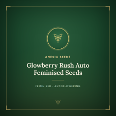 Glowberry Rush Auto Feminised Seeds Glowberry Rush Auto Feminised Seeds