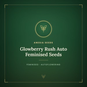 Glowberry Rush Auto Feminised Seeds