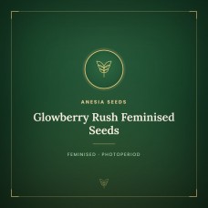 Glowberry Rush Feminised Seeds Glowberry Rush Feminised Seeds