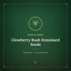 Glowberry Rush Feminised Seeds Glowberry Rush Feminised Seeds