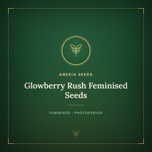 Glowberry Rush Feminised Seeds Glowberry Rush Feminised Seeds