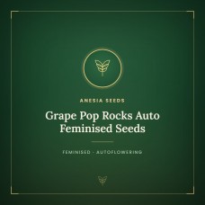 Grape Pop Rocks Auto Feminised Seeds Grape Pop Rocks Auto Feminised Seeds