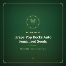 Grape Pop Rocks Auto Feminised Seeds Grape Pop Rocks Auto Feminised Seeds