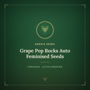 Grape Pop Rocks Auto Feminised Seeds Grape Pop Rocks Auto Feminised Seeds