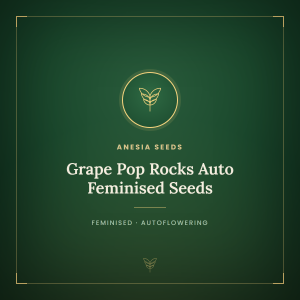 Grape Pop Rocks Auto Feminised Seeds Grape Pop Rocks Auto Feminised Seeds