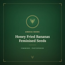 Honey Fried Bananas Feminised Seeds Honey Fried Bananas Feminised Seeds