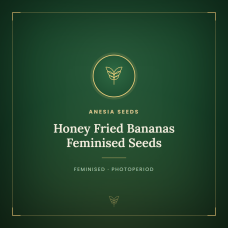 Honey Fried Bananas Feminised Seeds Honey Fried Bananas Feminised Seeds