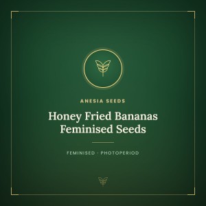Honey Fried Bananas Feminised Seeds Honey Fried Bananas Feminised Seeds