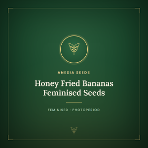 Honey Fried Bananas Feminised Seeds Honey Fried Bananas Feminised Seeds