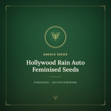 Hollywood Rain Auto Feminised Seeds