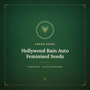 Hollywood Rain Auto Feminised Seeds Hollywood Rain Auto Feminised Seeds