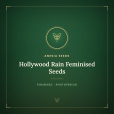 Hollywood Rain Feminised Seeds