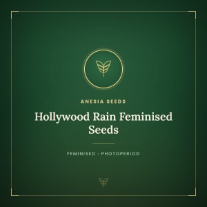 Hollywood Rain Feminised Seeds Hollywood Rain Feminised Seeds