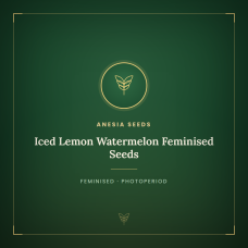 Iced Lemon Watermelon Feminised Seeds Iced Lemon Watermelon Feminised Seeds