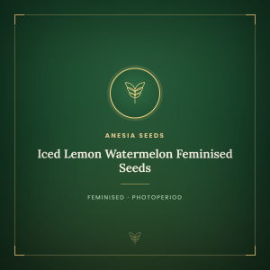 Iced Lemon Watermelon Feminised Seeds Iced Lemon Watermelon Feminised Seeds