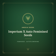 Imperium X Auto Feminised Seeds Imperium X Auto Feminised Seeds