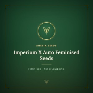 Imperium X Auto Feminised Seeds Imperium X Auto Feminised Seeds
