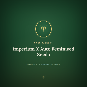 Imperium X Auto Feminised Seeds Imperium X Auto Feminised Seeds