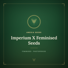 Imperium X Feminised Seeds Imperium X Feminised Seeds