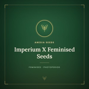 Imperium X Feminised Seeds