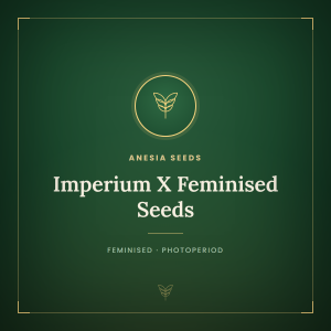 Imperium X Feminised Seeds Imperium X Feminised Seeds