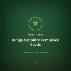 Indigo Sapphire Feminised Seeds Indigo Sapphire Feminised Seeds