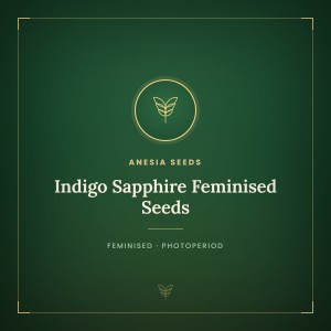 Indigo Sapphire Feminised Seeds