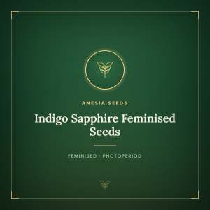 Indigo Sapphire Feminised Seeds Indigo Sapphire Feminised Seeds