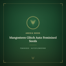 Mangosteen Glitch Auto Feminised Seeds Mangosteen Glitch Auto Feminised Seeds