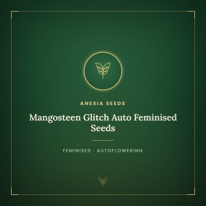 Mangosteen Glitch Auto Feminised Seeds Mangosteen Glitch Auto Feminised Seeds