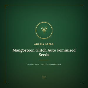 Mangosteen Glitch Auto Feminised Seeds Mangosteen Glitch Auto Feminised Seeds