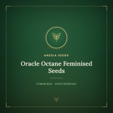 Oracle Octane Feminised Seeds