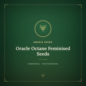 Oracle Octane Feminised Seeds Oracle Octane Feminised Seeds
