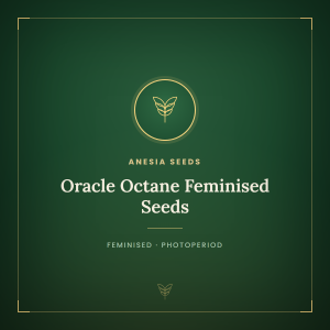 Oracle Octane Feminised Seeds